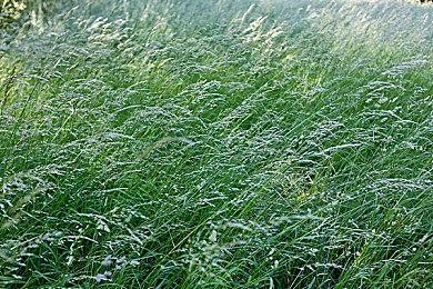 世嘉联动数织游戏《Picross S Mega Drive》 8月5日登陆任天堂Switch